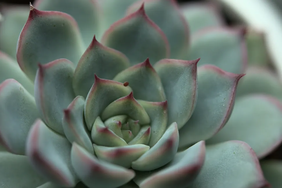 Succulent plant